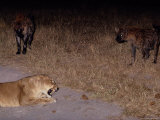 Buy A Lioness Being Threatened by a Band of Spotted Hyenas at AllPosters.com