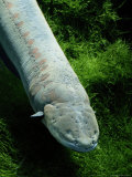 Buy An Electric Eel at AllPosters.com