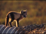 Arctic Fox Near Prudhoe Bay, Alaska