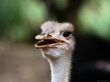 A Close View of the Face of a Captive Ostrich