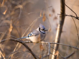 A Blue Jay (Cyanocitta Cristata) Sits in a Tangle of Tree Branches