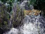 A Ten-Month-Old Male Leopard Cub Lies on a Rock Amid Foliage