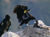 Juvenile, Endangered California Condors Pick Away at a Calf Carcass