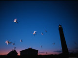 A Group of White Terns Fly Near a Lighthouse Just after Sunset