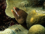 Buy Goldentail Moray Eel at AllPosters.com