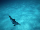 A Spotted Dolphin Sails Past the Coast of Grand Bahama