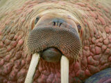 Close up of a Walrus
