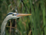 Close View of a Great Blue Heron