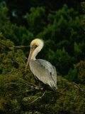Brown Pelican on Tiger Island in Cumberland Sound