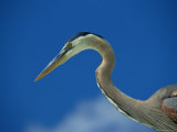 Profile View of a Great Blue Heron