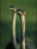 Close up of an Ostrichs Head