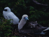 Red-Footed Boobie Mother and Young
