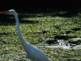 A Common Egret Wades Past an American Alligator Floating Nearby