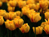A Close View of Yellow Tulips Photographic Print