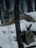 Siberian Tigers with Cubs Inside a Captive Enclosure