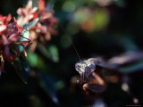 Praying Mantis