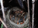 A Robins Nest Nestled in a Tree Holding Four New Chicks