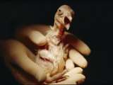 Rubber-Gloved Hands Hold a California Condor Chick