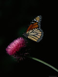Monarch Butterfly on a Nodding Thistle Flower
