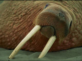A Close View of a Walrus with His Tusks Stuck into the Sand