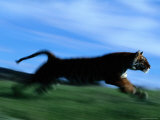 Tiger Running on Tiger Island at This Zoological Park