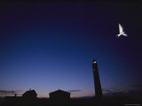 A Tern Flies Near a Lighthouse on Petit Manan National Wildlife Refuge