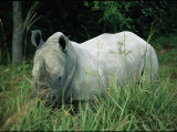 Endangered White Rhinoceroses