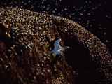 Northern Gannets in Flight over Their Rookery