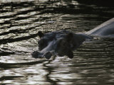 Hippopotamuses