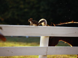 A Pastured Horse and a Gray Squirrel Outlined by the Late Afternoon Sun