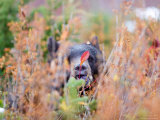 A Black Bear Eats a Blueberry While Adding Weight for Hibernation