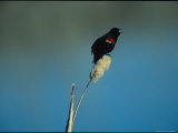 A Red-Winged Blackbird