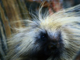 Buy A Close-up of a Porcupine at AllPosters.com