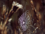 Spider Web with Dew
