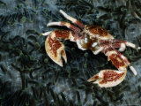 An Anemone Crab Crawls over a Carpet of Tentacled Sea Anemones