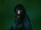 An Orphaned Black-Faced Spider Monkey Named Pulgoso