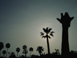 A Silhouette of a Giraffe at the San Diego Wild Animal Park