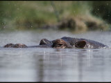A Submerged Hippopotamus Rises to the Surface for Air