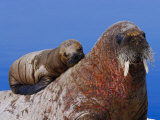An Atlantic Walrus Pup Rests on its Mother