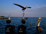 Brown Pelicans Perched on Outboard Motors