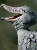 A Captive Shoebill Stork