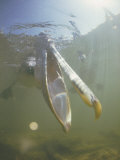 Underwater View of a Brown Pelican Fishing for Food