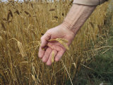 Buy Hand Holding Ripening Milo, Which is Used for Poultry Feed at AllPosters.com