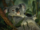 A Koala Bear Clings to a Eucalyptus Tree in Eastern Australia