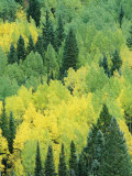 Buy A View Across a Forest of Quaking Aspen and Evergreen Trees at AllPosters.com