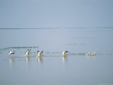 White Pelicans