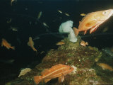 Buy Fish Swim Around White Plumose Anemones (Metridium Senile) at AllPosters.com