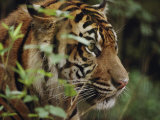 Buy A Sumatran Tiger in the Asian Domain Exhibit at AllPosters.com