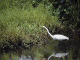 A Great White Egret Balances on One Foot
