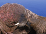An Atlantic Walrus Pup and its Mother Snuggle up to Each Other